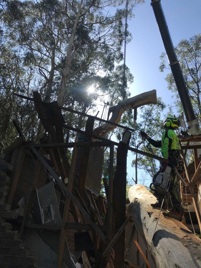 TLC Trees - Service - Emergency - 3