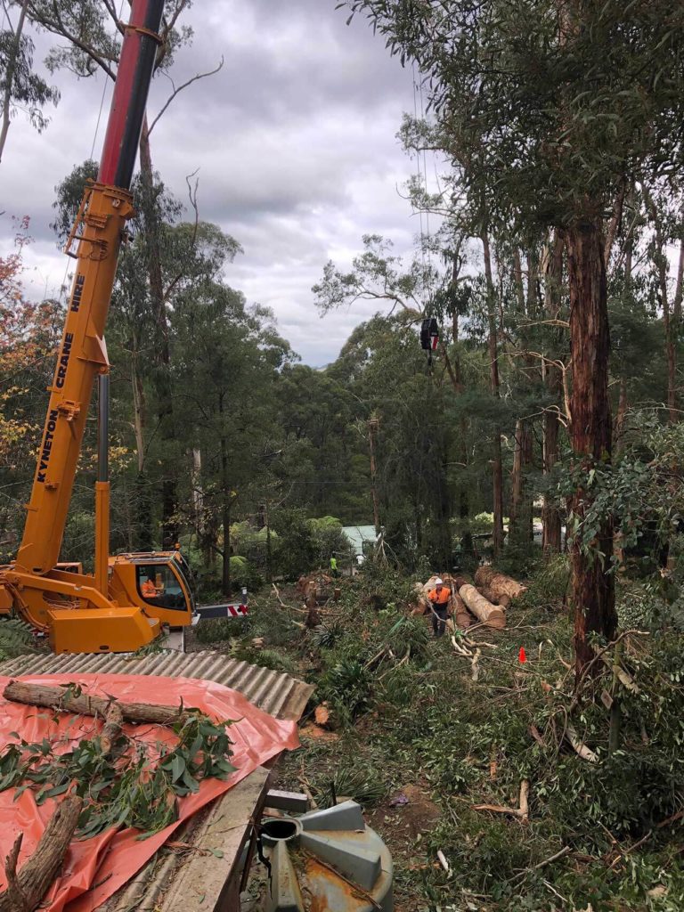 TLC Trees - Service - Emergency - 4