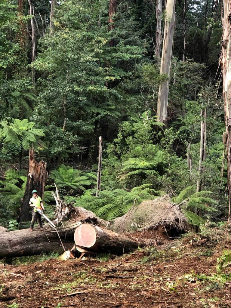 TLC Trees - Service - Emergency - 7