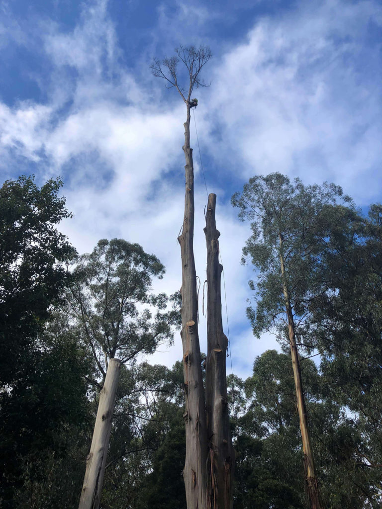 TLC Trees - Service - Removal - 11