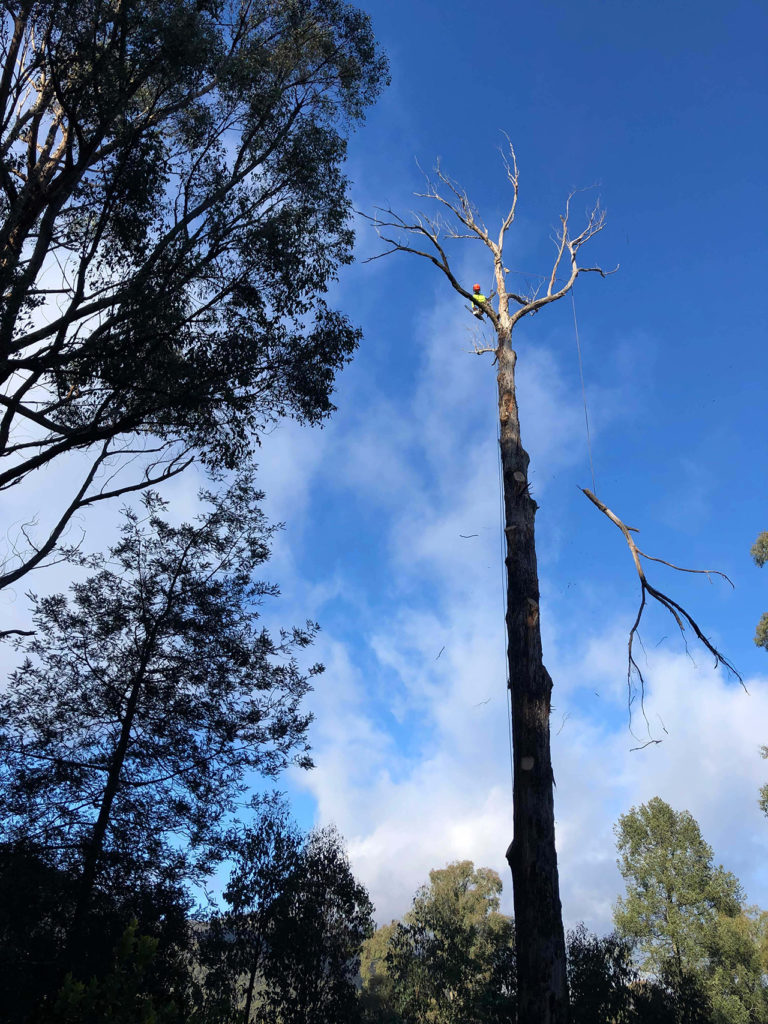 TLC Trees - Service - Removal - 2