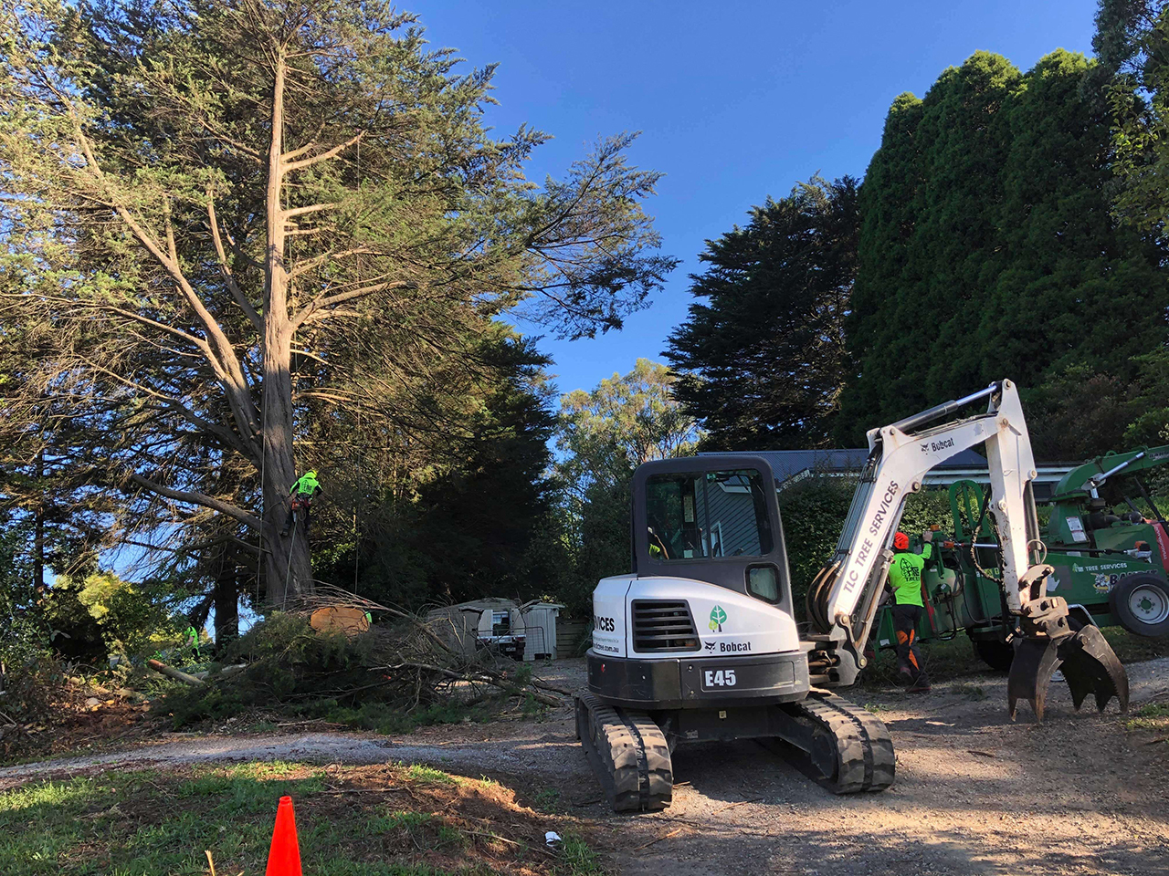 Tree Removal TLC Trees