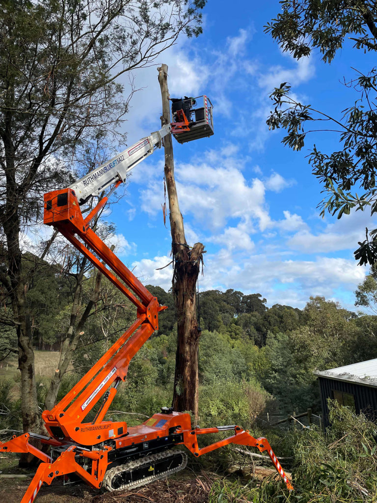 TLC Trees Tree removal, tree removal service