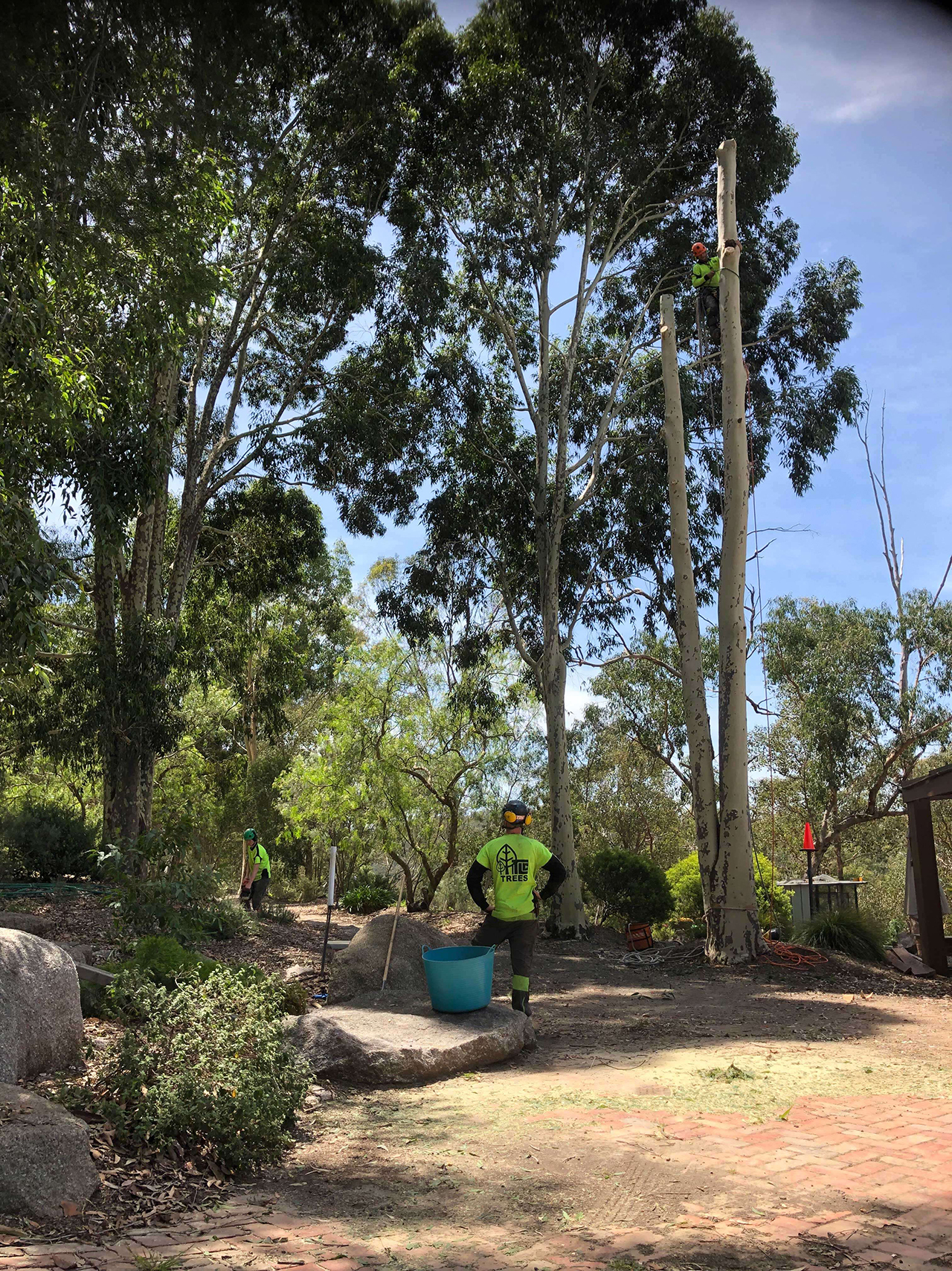 TLC Trees - tree removal