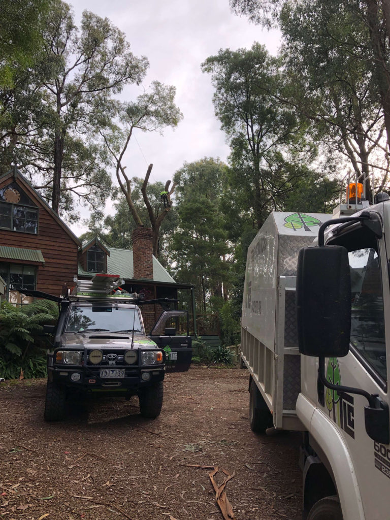 TLC Trees - Service - Removal - 9