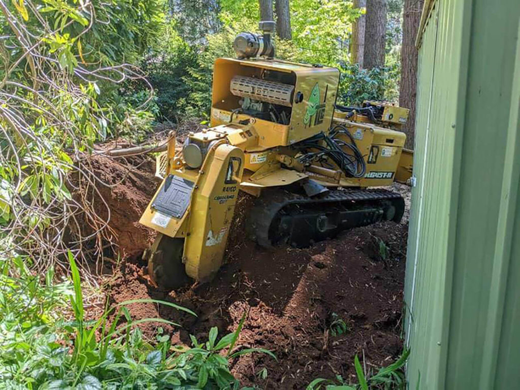 TLC Trees - Service - Stumpo Removal - 1