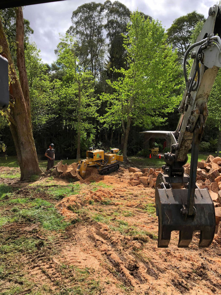 Stump removal service, Melbourne tree stump removal service, TLC trees
