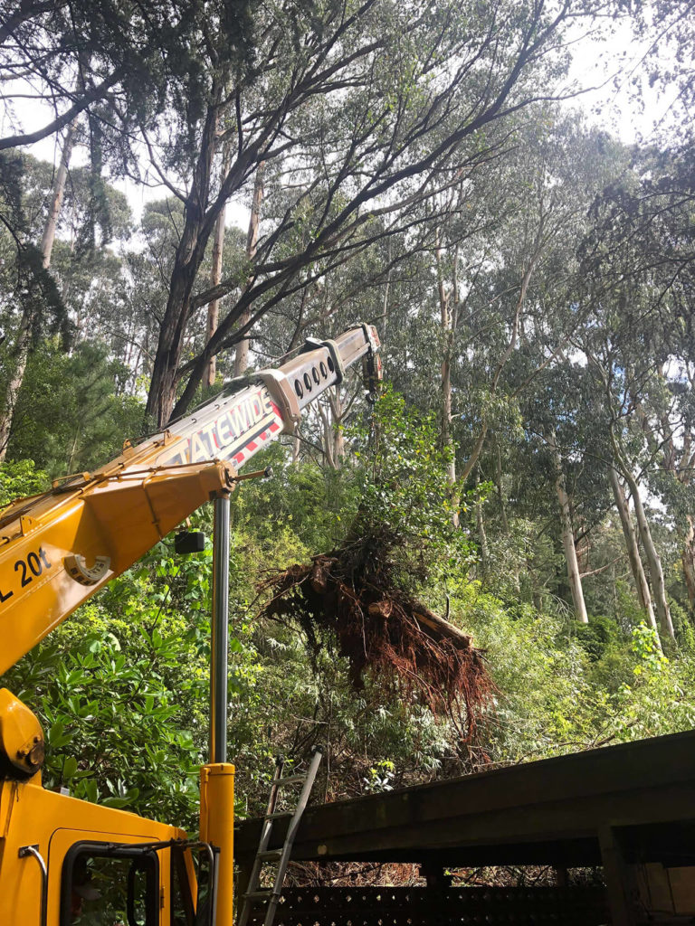 TLC Trees - Service - Stumpo Removal - 4