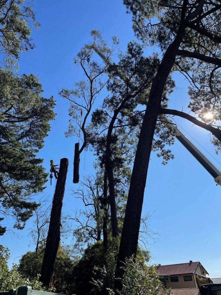 arborist cutting tree limbs, tree removal service melbourne, large scale tree removal melbourne