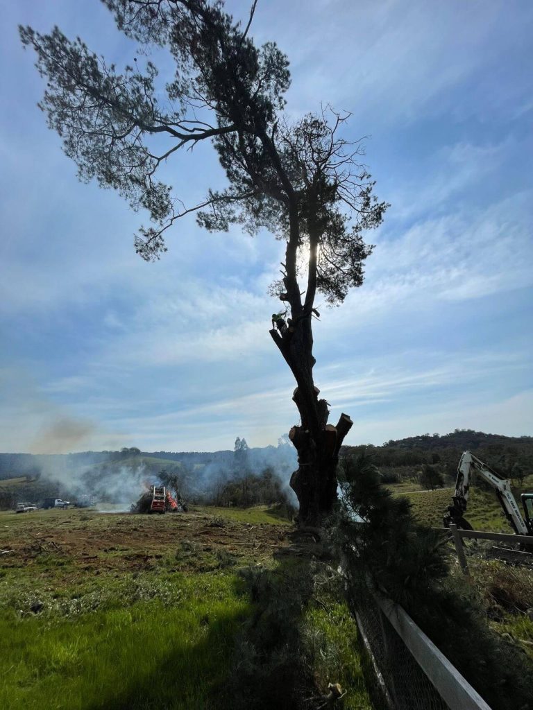 arborist trimming big tree, large scale tree removal melbourne, big tree removal by tlc trees