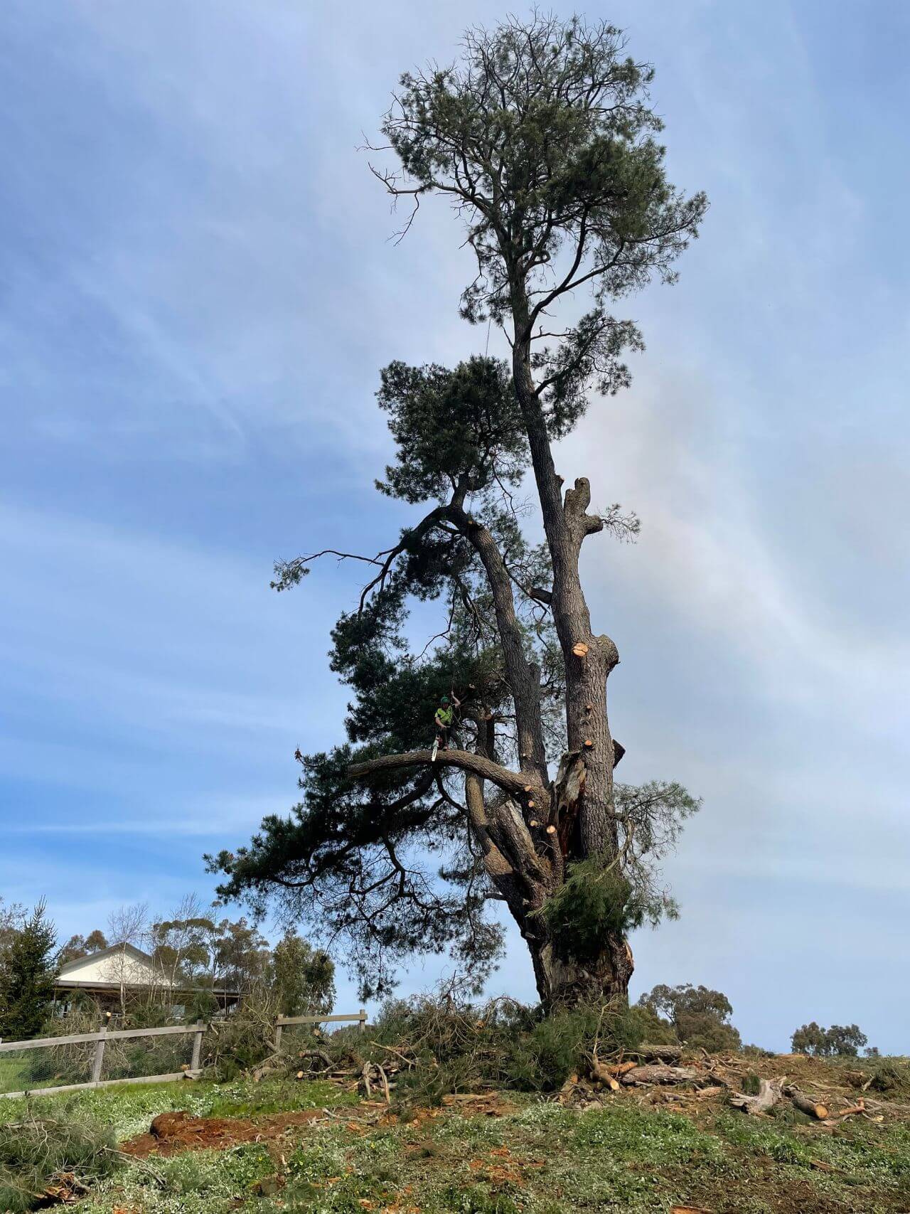 large tree removal services, big tree removal, large tree removal melbourne