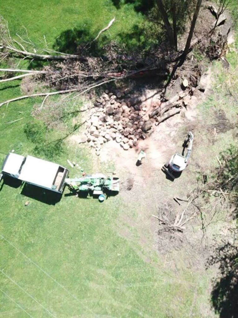 palm tree removal, tree removal melbourne, palm tree stump removal