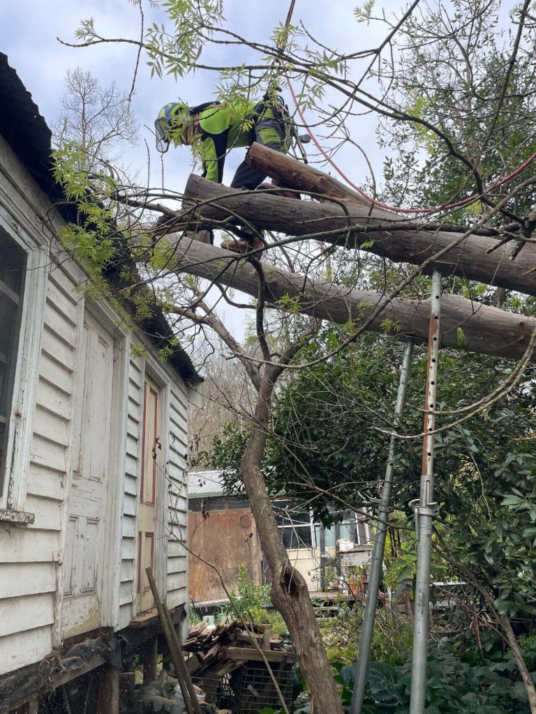 power line clearing contractors, tree cutting for residential properties, melbourne tree clearing
