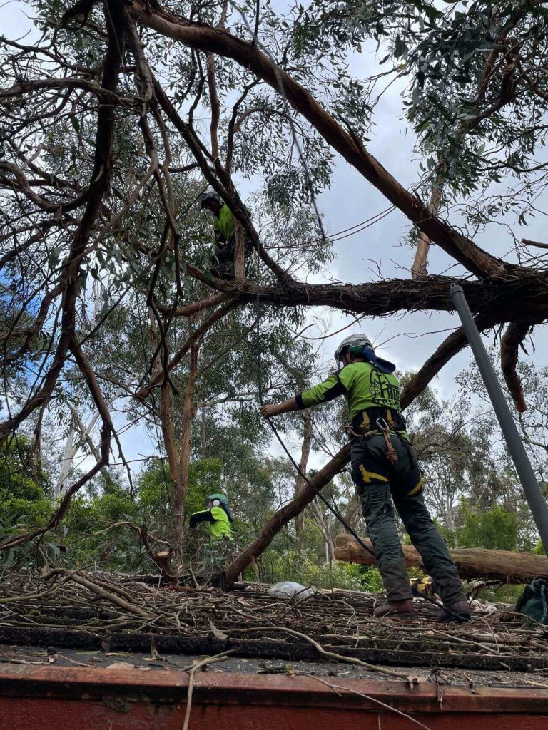 tree experts removing branches of tree on top of roof, tree removal, tree branch trimming, tree trimming melbourne