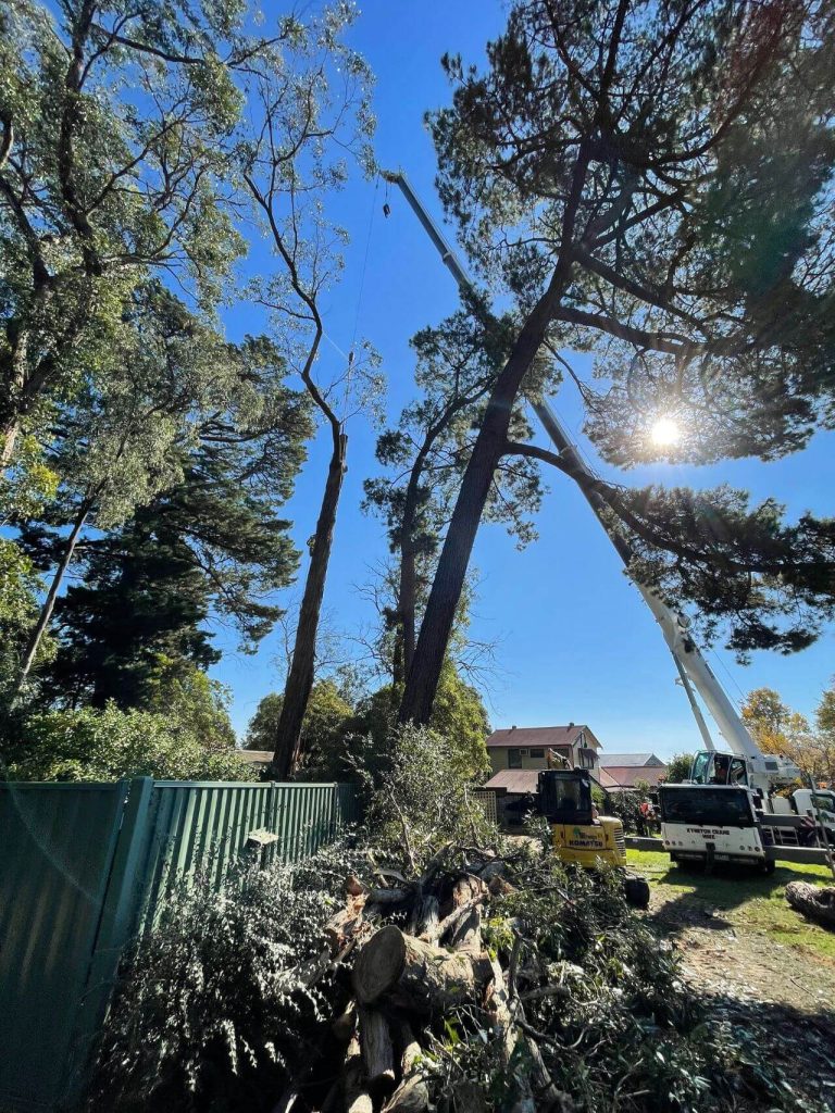 tree removal, crane operation, large tree removal melbourne, residential tree care by arborists