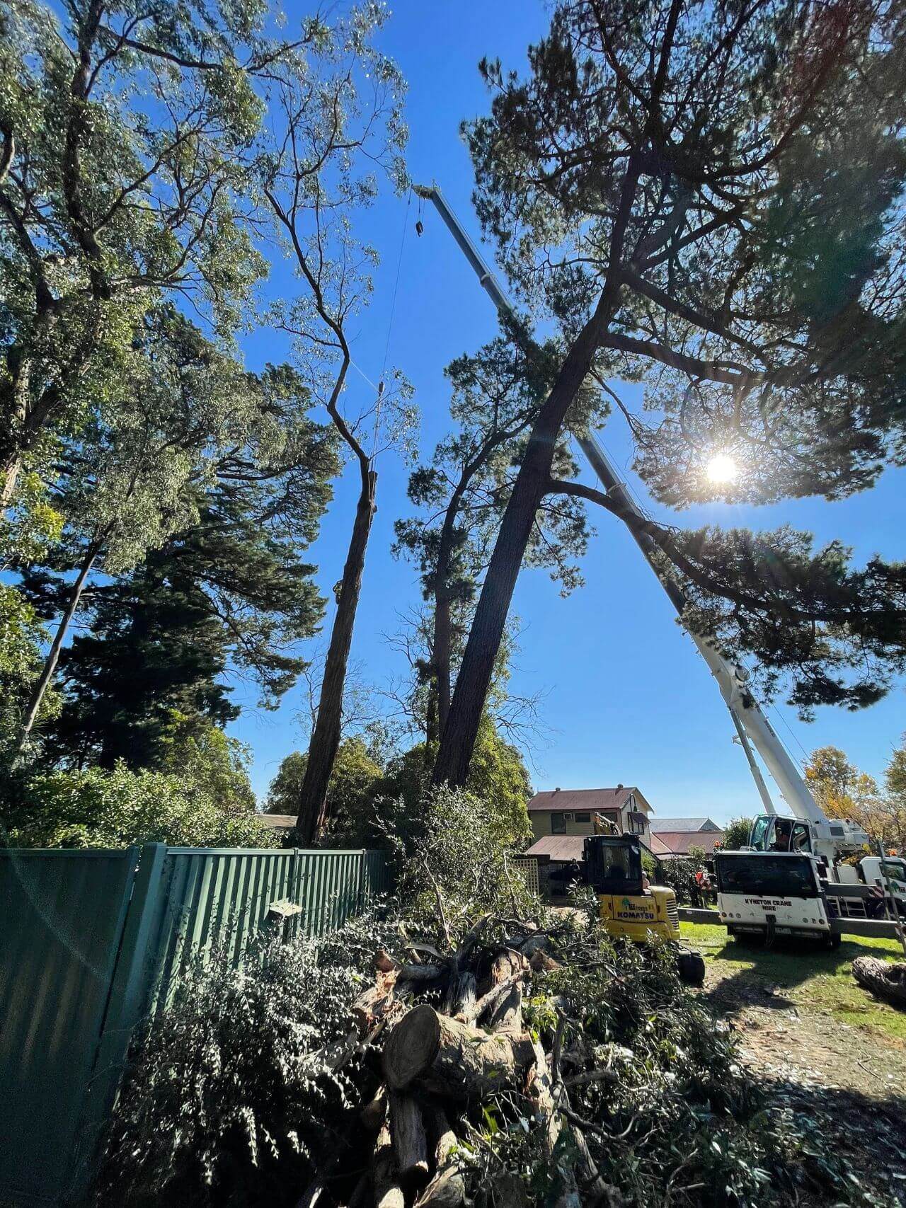 tree removal, crane operation, large tree removal melbourne, residential tree care by arborists