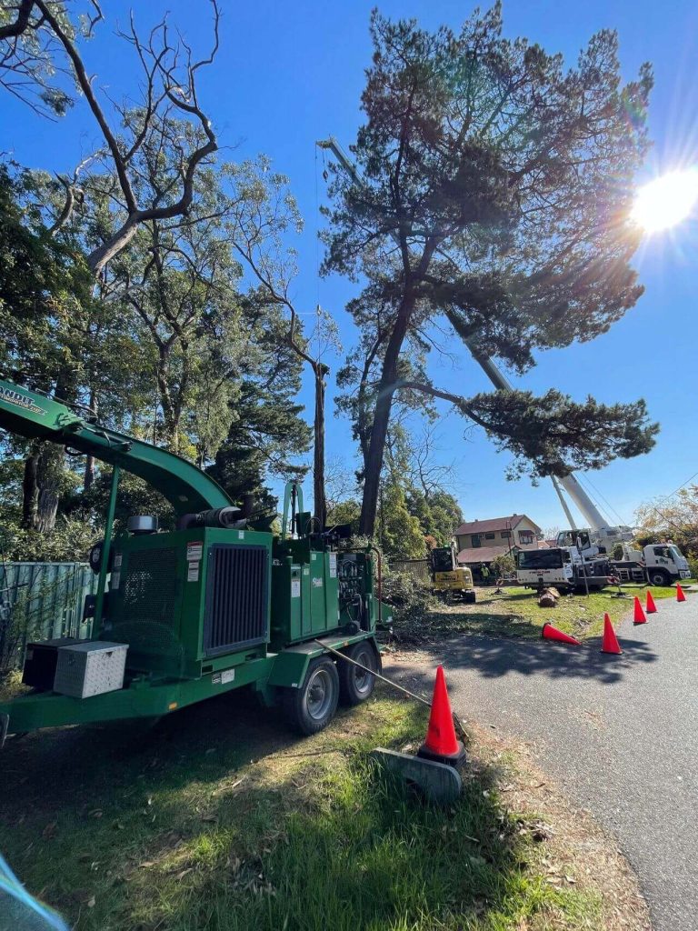 tree removal operation, big tree removal and wood chipping service melbourne