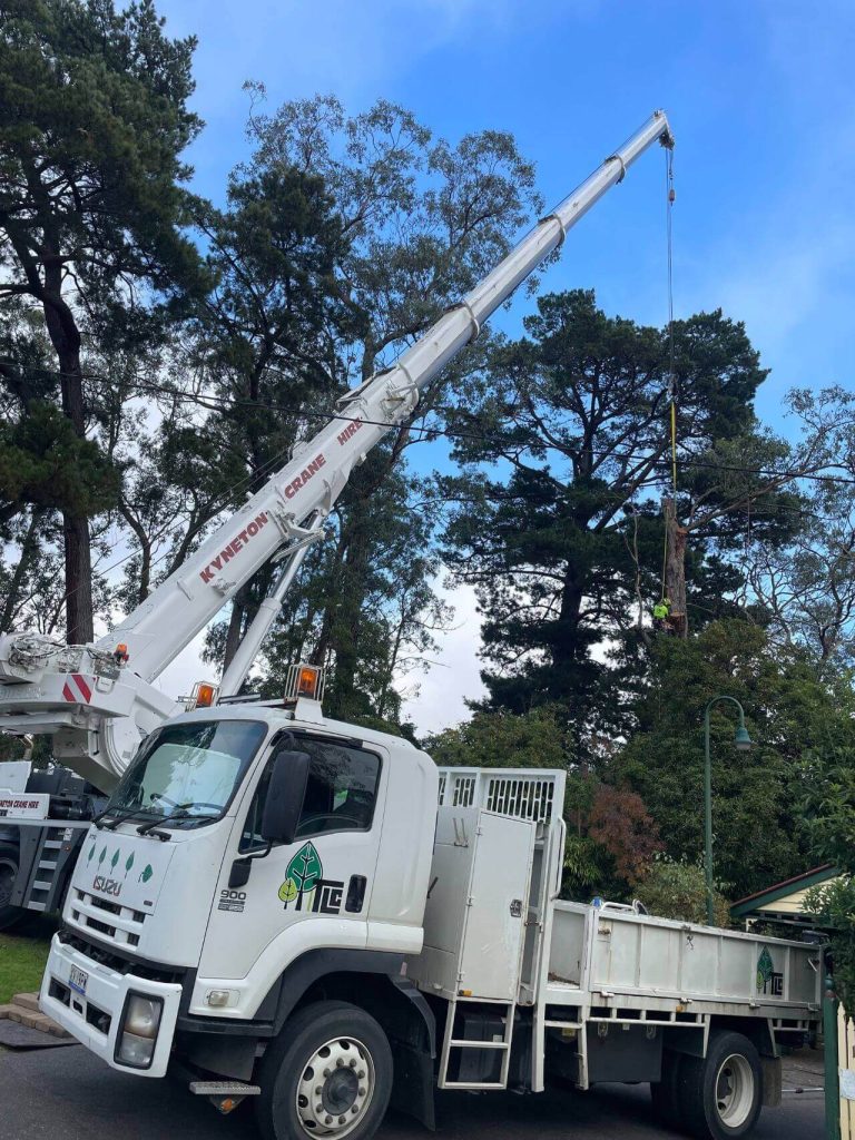 white crane truck lifting tree trunk into dumper, large tree removal services melbourne