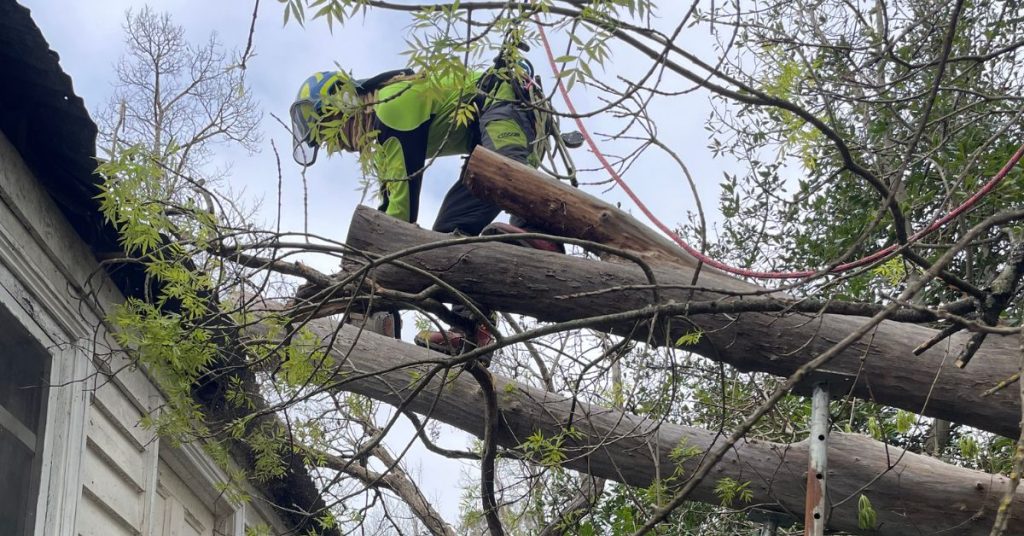 Tree removal cost - TLC Trees