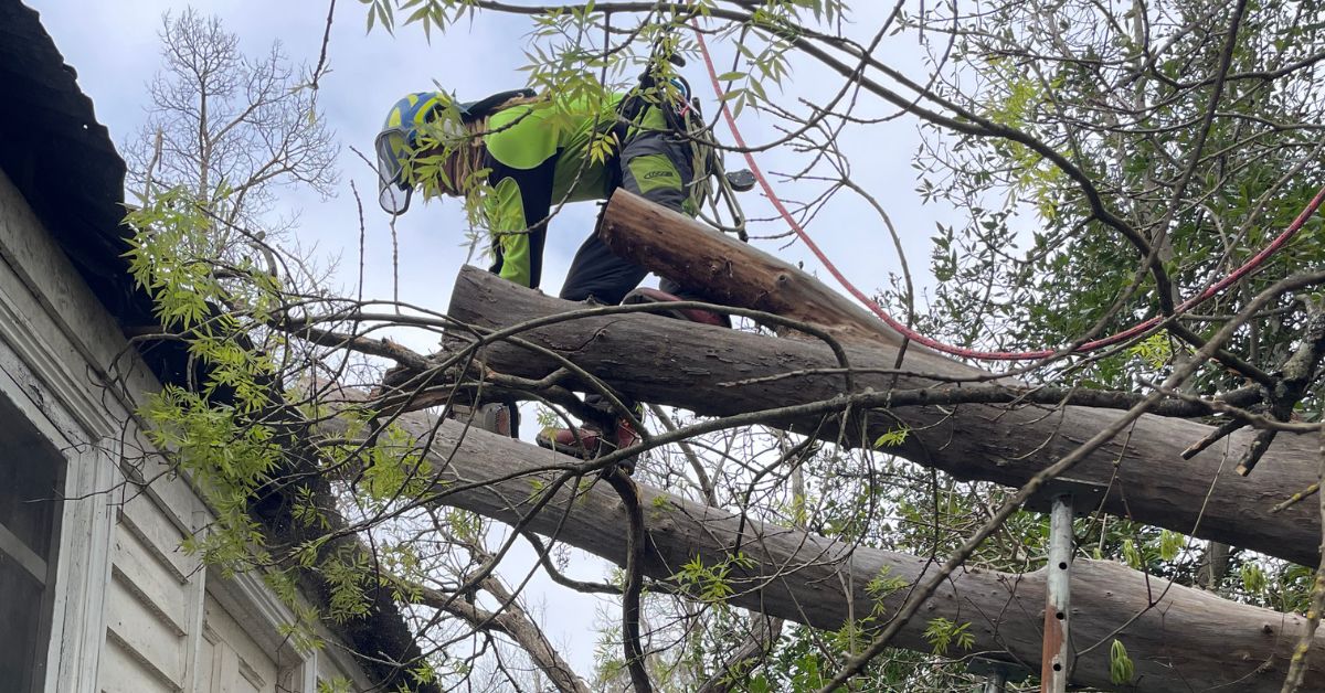 Victoria's New Canopy Tree Laws in 2026: What You Need to Know Before ...