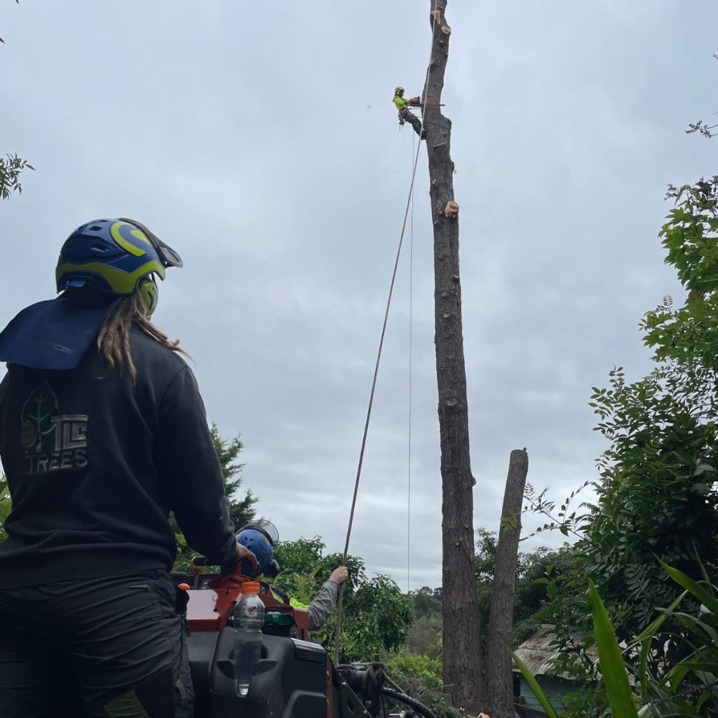 tree removal project