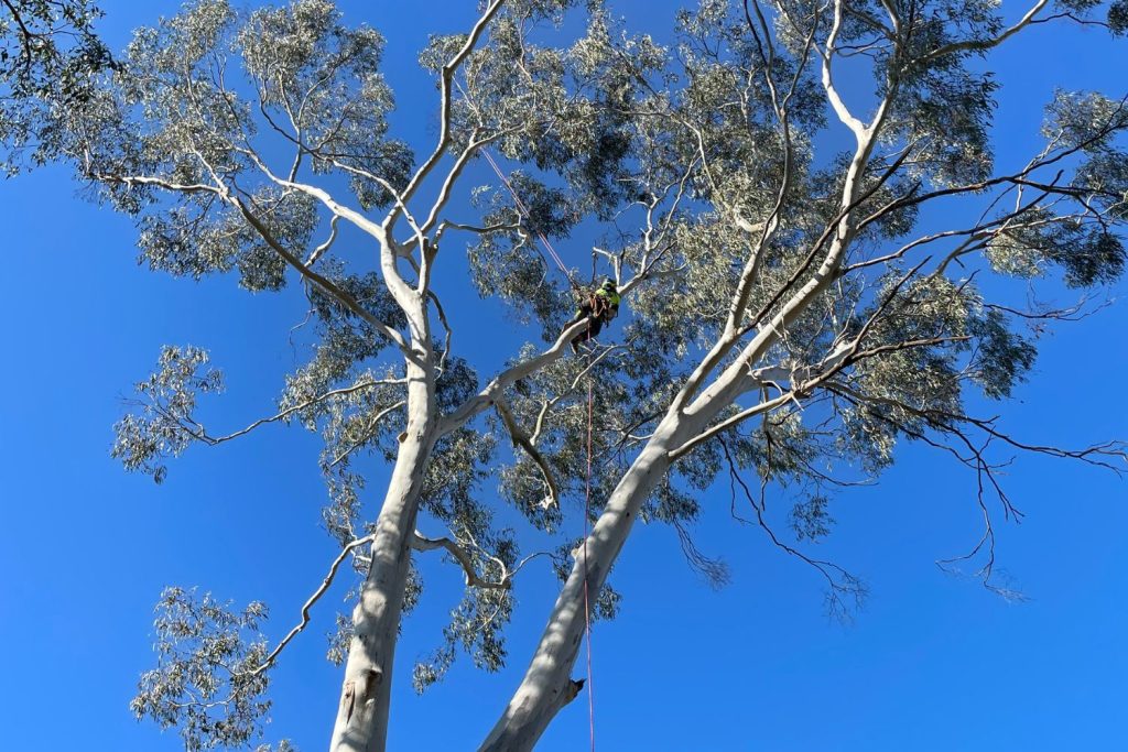 Arborists services - TLC Trees