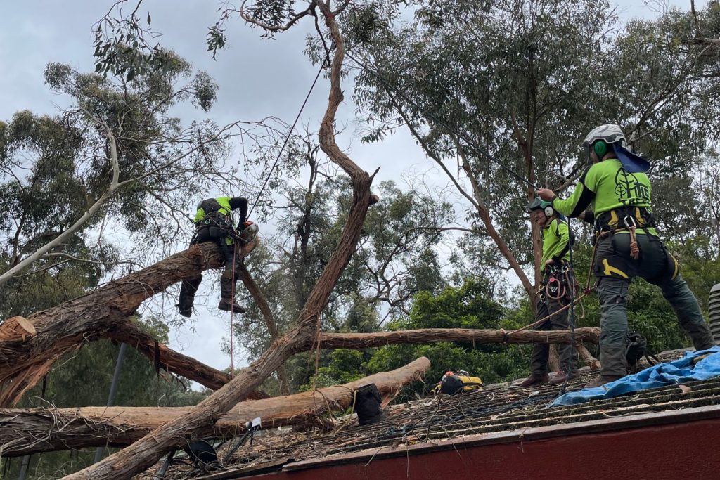 Fallen tree removal -  TLC Trees