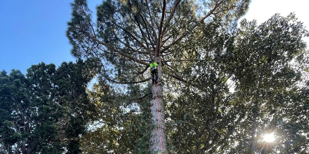 Arborist climbing a tree