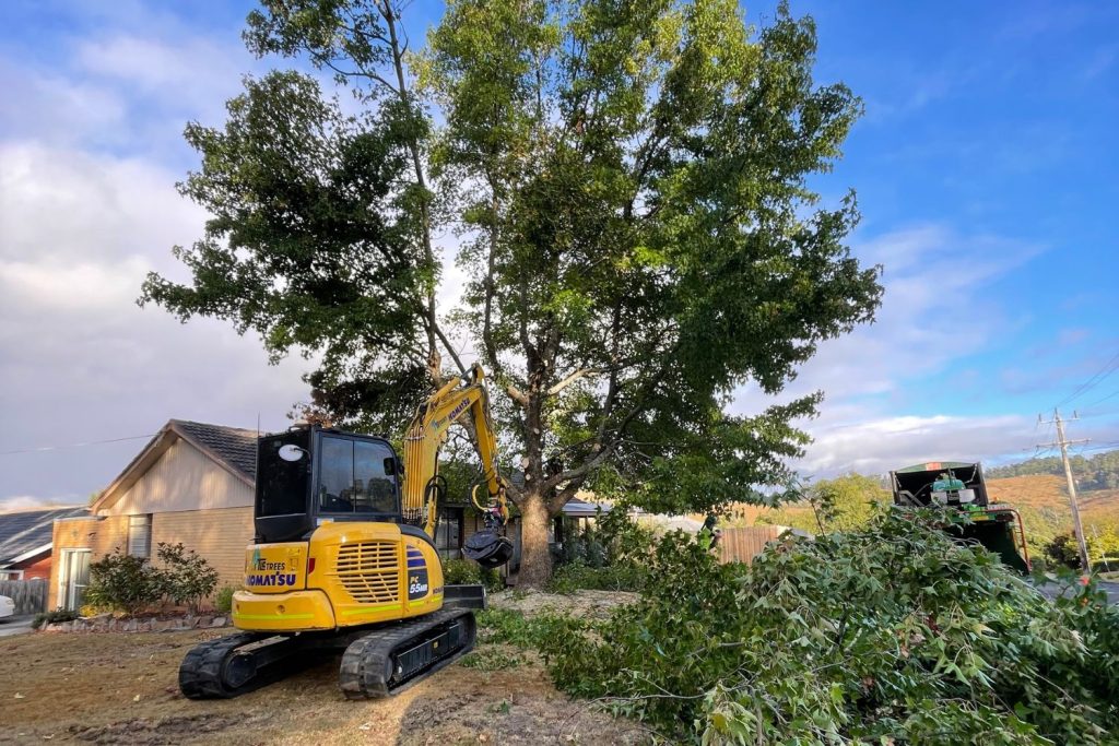 Trees removal service equipment - TLC Trees