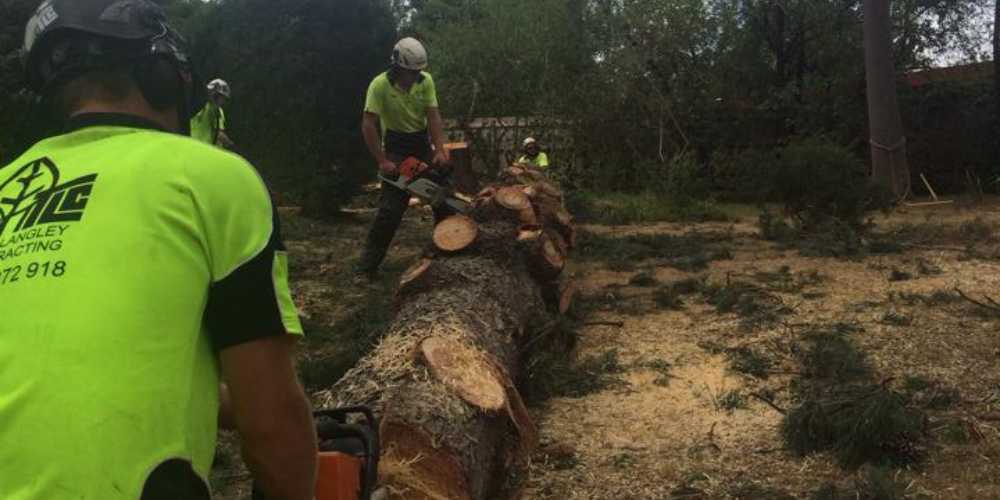 TLC tree workers use chainsaws to cut a large fallen tree into smaller pieces.