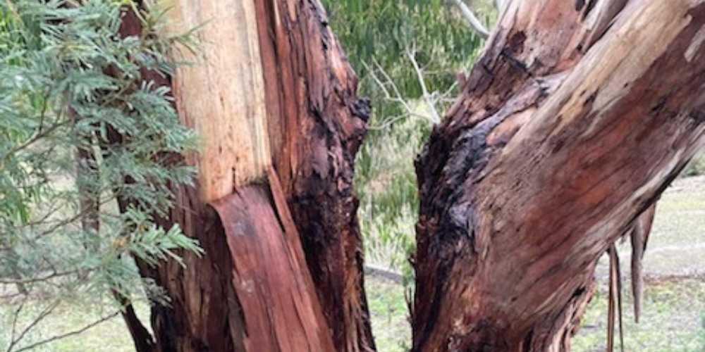 A close-up of a damaged and split tree trunk with exposed wood and signs of decay.