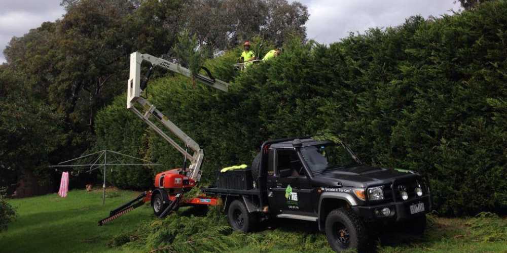 Workers using a boom lift to trim a tall, dense hedge next to a black utility truck in a residential yard.
