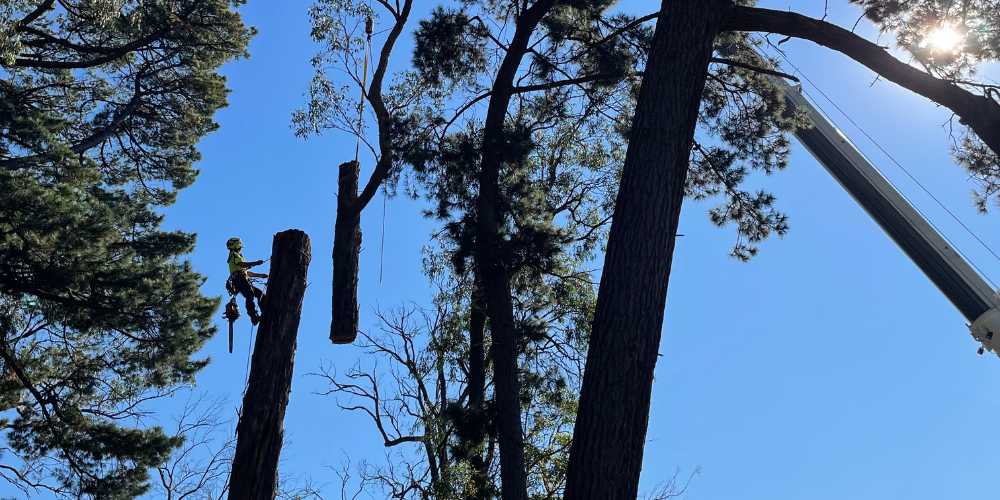 A tree worker is cutting a tall tree while suspended in the air using a crane.