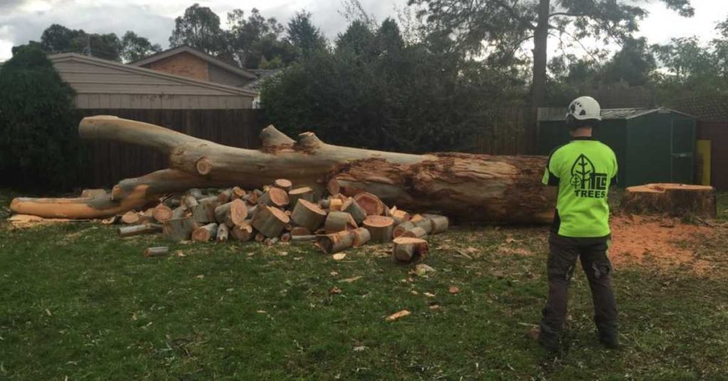 TLC tree worker stands in front of a large fallen tree trunk and a pile of cut logs in a backyard.