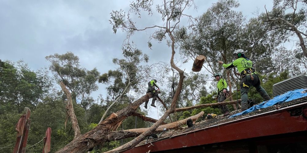 Arborist on roof cutting large trees
