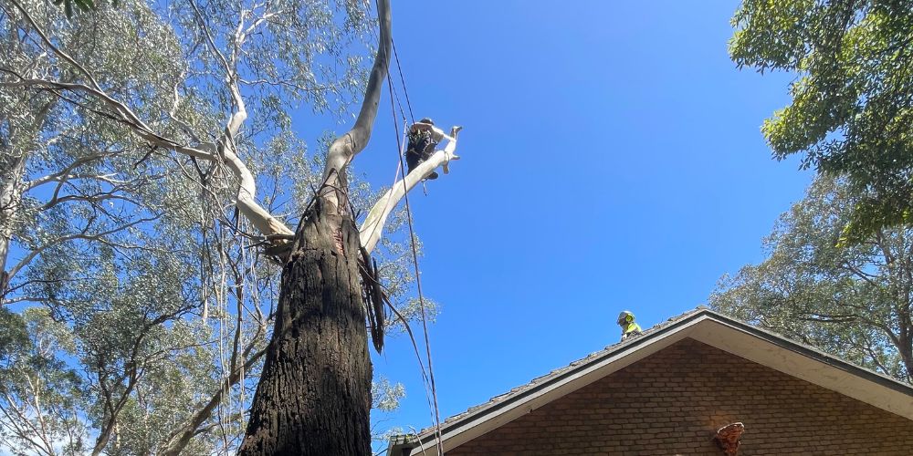 arborist service