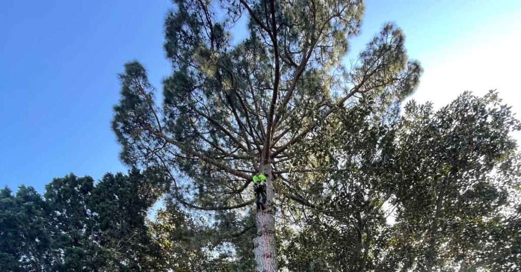 Arborist climbing on a large tree.