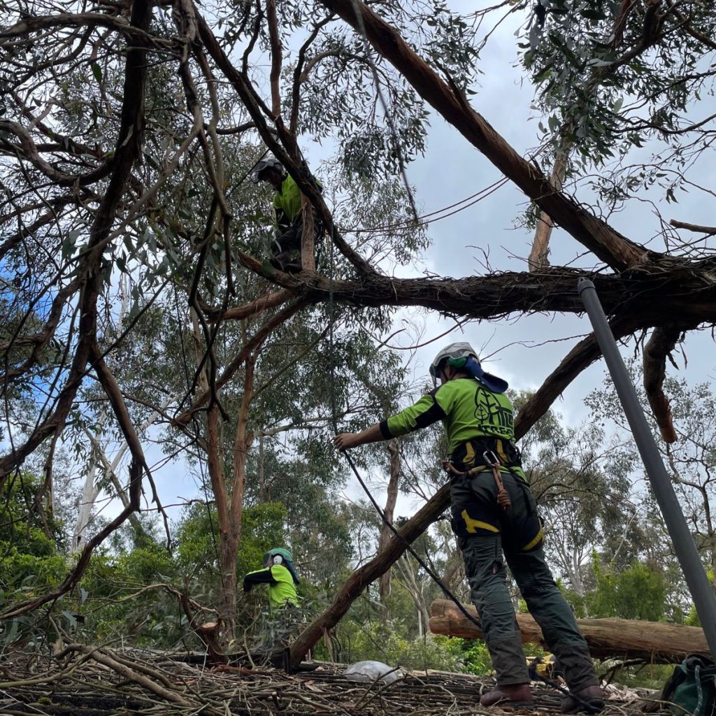 Arborist pruning large tree branches