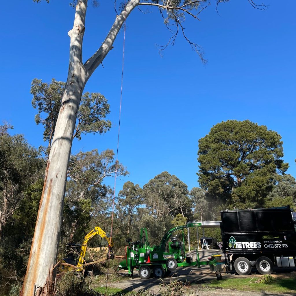 A tree is being cut down by a tree trimmer
