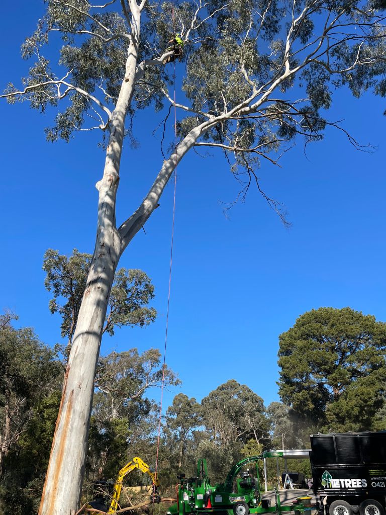 arborists climbing a large tall tree