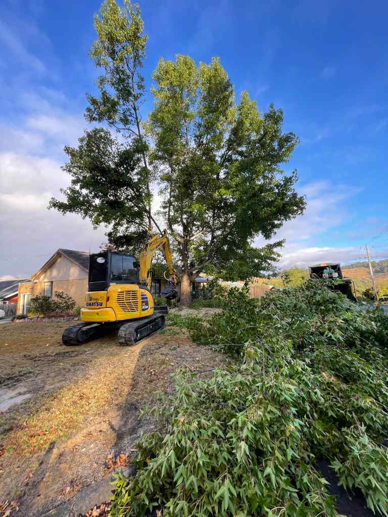 yellow excavator helping with big tree removal