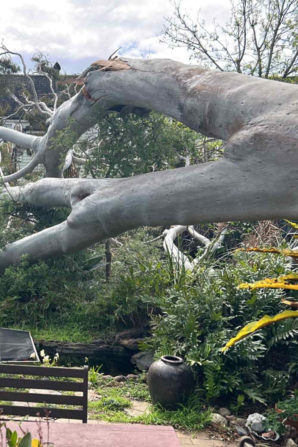 fallen large tree brighton