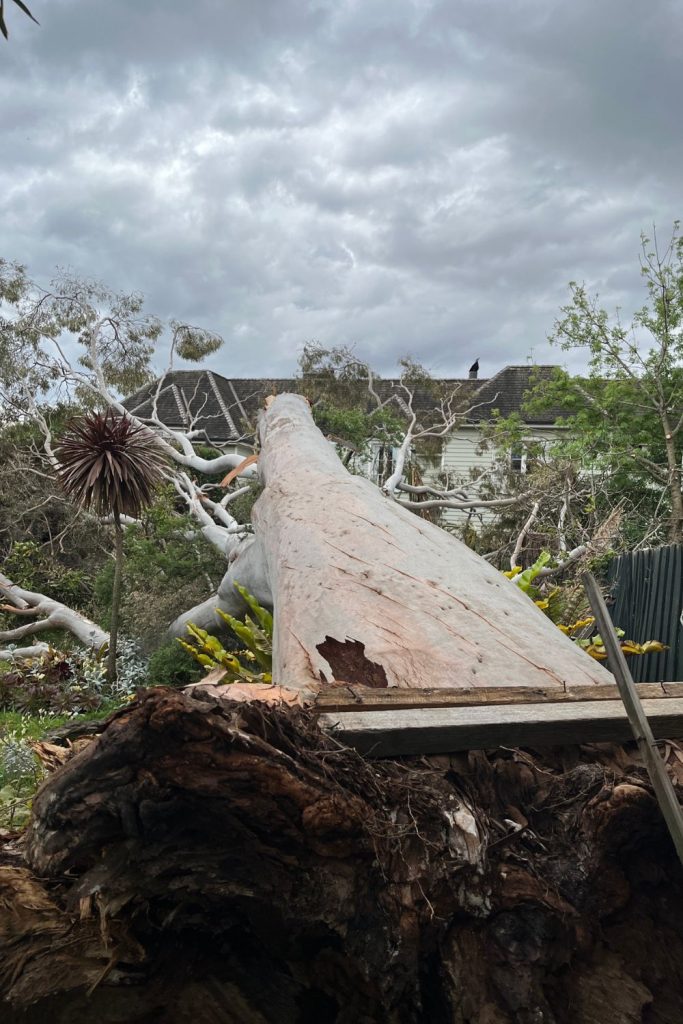 fallen tree removal brighton