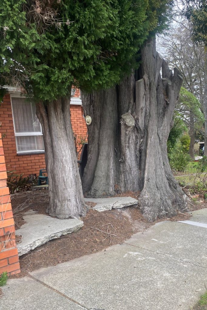 residential tree removal vermont