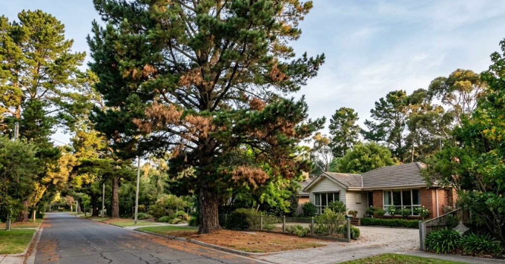 mature pine tree in a leafy Park Orchards, Melbourne residential street showing early signs of decline